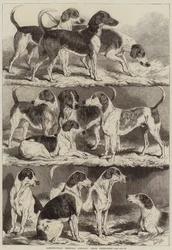 Agricultural Meeting, Lincoln, Prize Foxhounds